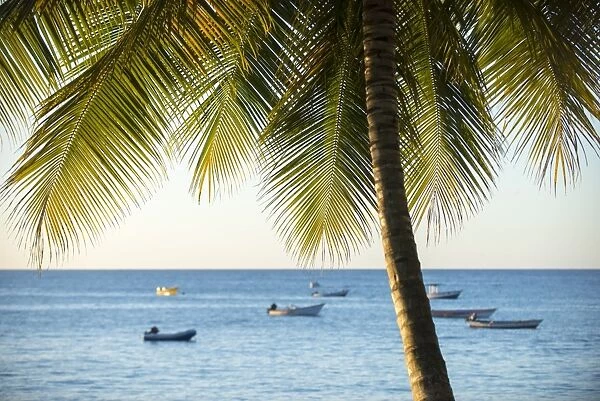 A view out to sea at sunset beneath the palm trees at Castara Bay in Tobago, Trinidad and Tobago