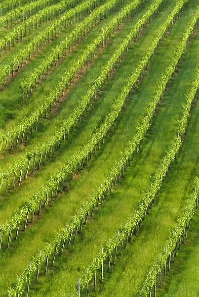 Vineyards near San Gimignano