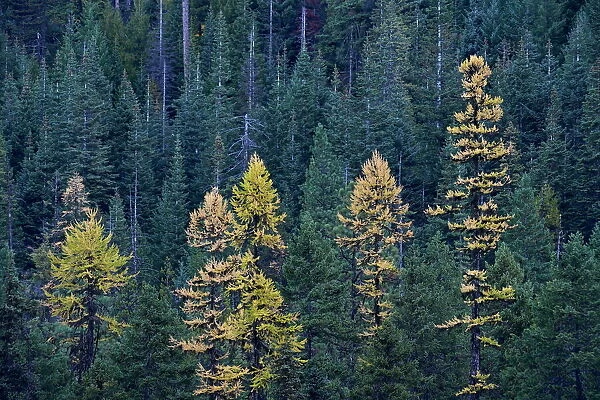 Western larch (Larix occidentalis) in the fall, Mount Hood National Forest, Oregon, United States of America, North America