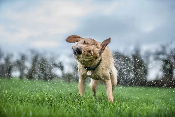 Wet labrador shaking off, United Kingdom, Europe