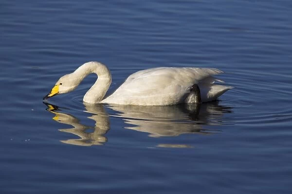 Whooper swan, Cygnus cygnus, at Martin Mere Wildfowl and Wetland Centre