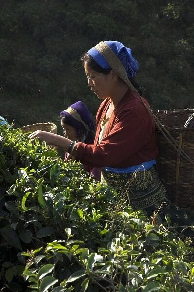 Women plucking tea at Singtom tea garden