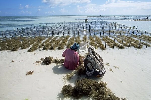Two women working in seaweed cultivation, Zanzibar, Tanzania, East Africa, Africa
