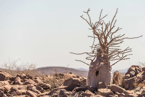 Africa, Namibia, Palmwag. Bottle tree