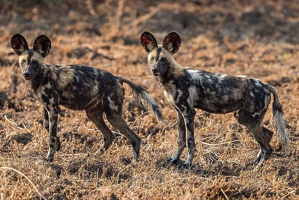 africa, Zambia, South Luangwa National Park. African wild dogs on the hunt near to Tafika