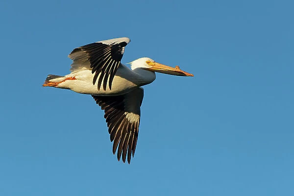 American white pelican (Pelecanus erythrorhynchos) in flight Winnipeg Manitoba, Canada