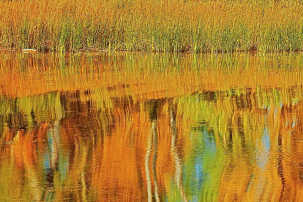 Autumn trees reflected in Lake Winnipeg Seymourville Manitoba, Canada