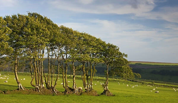 Beech trees growing in an old hedgerow, Exmoor National Park, Devon, England. Spring