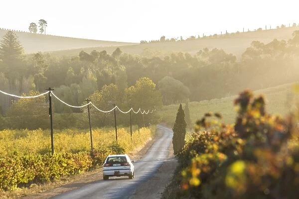 Car & Road through Winelands & vineyards, nr Franschoek, Western Cape Province, South