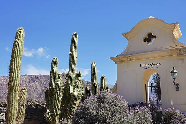 Cardon cacti at the entrance of the 'Bodega Finca Quara' winery, Cafayate, Calchaqui Valleys, Salta province, Argentina