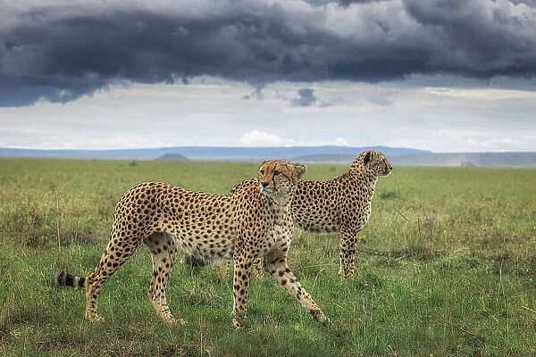 Cheetahs (acinonyx jubatus) in the Maasaimara grassland, Kenya