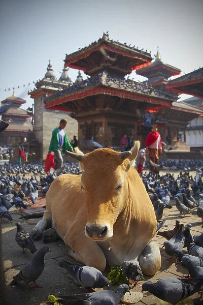 Cow and pigeons in Durbar Square (UNESCO World Heritage Site), Kathmandu, Nepal