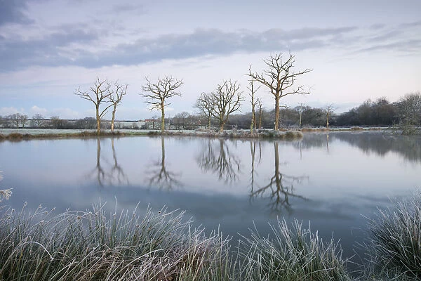 Frosty winter scenes beside a still lake, Morchard Road, Devon, England. Winter