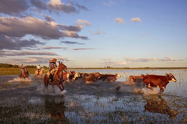 Three gauchos drive a group of cows inside a lagoon of the Estancia Buena Vista at dusk