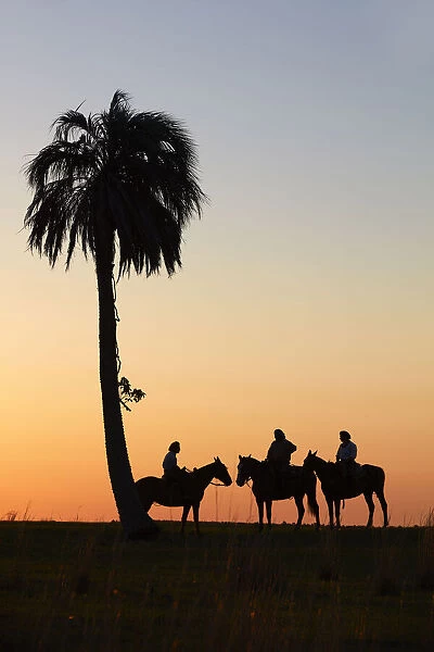 Gauchos on horseback at sunset, Estancia Buena Vista, Esquina, Corrientes, Argentina