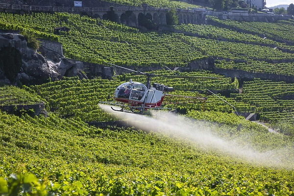 Helicopter spraying vines, Vineyards above Vevey, Lake Geneva, Vaud, Switzerland