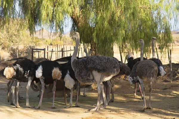 Highgate Ostrich Farm, Oudtshoorn, Western Cape, South Africa
