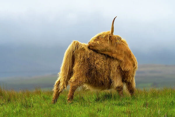 Highland cattle licking self on grassland, Digg, Isle of Skye, Scottish Highlands, Scotland, UK