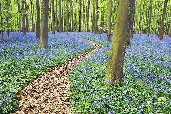 Hiking trail through beech forest with bluebells - Belgium, Flanders, Halle, Hallerbos