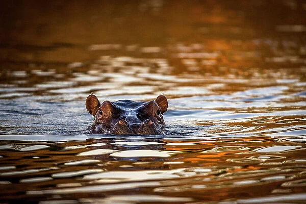 Hippopotamus in Chongwe River at sunset, Lower Zambezi National Park, Zambia