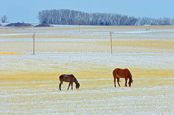 Horses grazing in field in winter, Alberta, Canada