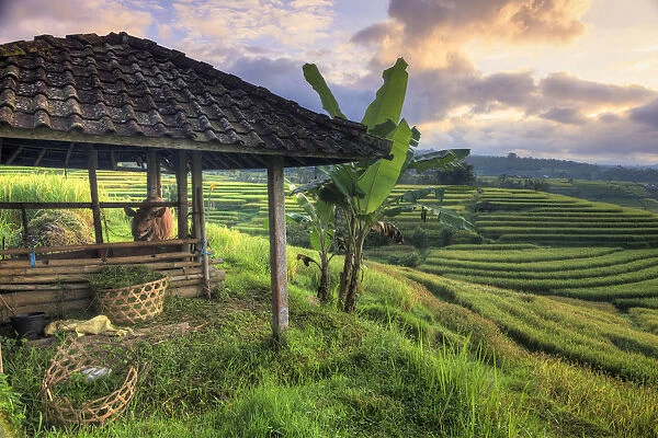 Indonesia, Bali, Jatiluwih Rice Terraces