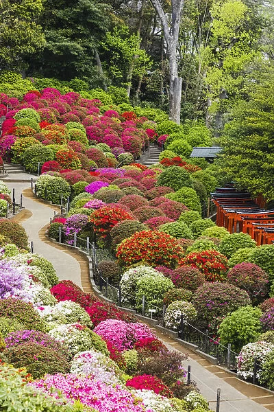 Japan, Honshu, Tokyo, Bunkyo-ku, Nezu Shrine, The Azalea Garden
