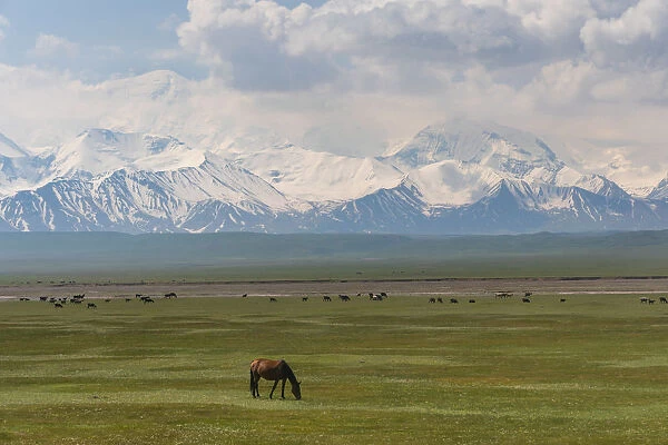 Landscape of valley near Sary Tash with wild horses and Pamir mountains in the background