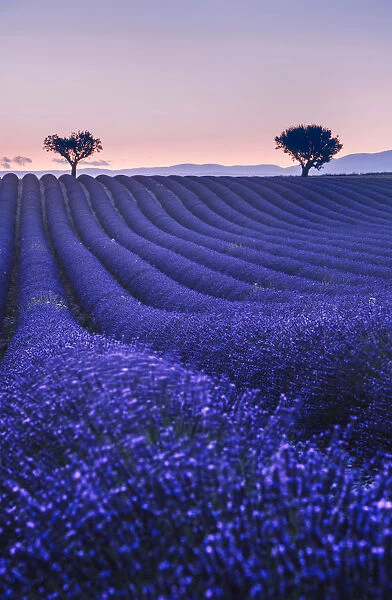 Lavenders fields at twilight near Valensole, Provence, France