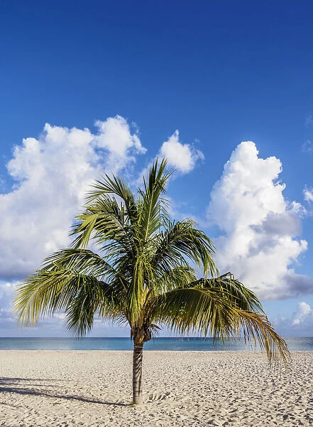 Lone Palm Tree, Guardalavaca Beach, Holguin Province, Cuba