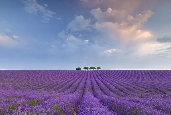 Lonely trees in a lavender field near Valensole at sunrise, Alpes-de-Haute-Provence