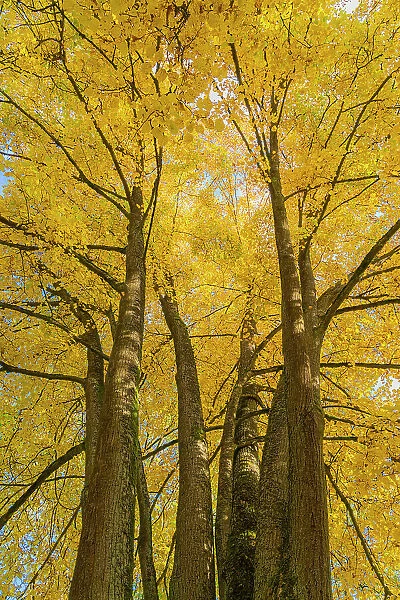 Low angle view of trees with yellow leaves in autumn, Hruba Skala, Bohemian Paradise Protected Landscape Area, Semily District, Liberec Region, Bohemia, Czech Republic