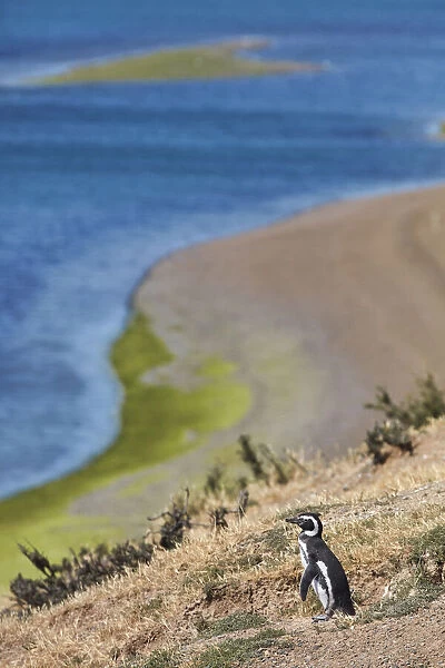 A Magellanic Penguin (Spheniscus magellanicus) in Caleta Valdes, Peninsula Valdes, Chubut, Patagonia, Argentina