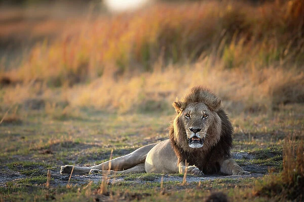 Male Lion in the floodplains, Okavango Delta, Botswana