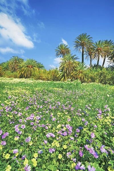 Palm grove with common mallows and Bermuda buttercups - Greece, Crete, Lasithi