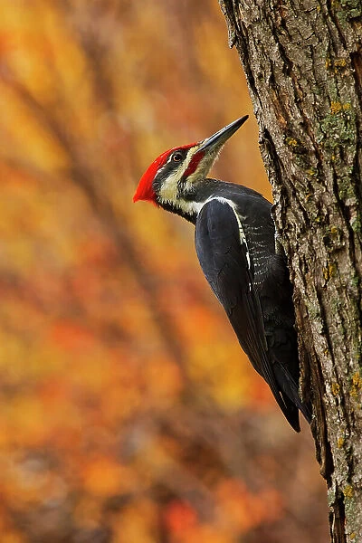 Pileated woodpecker searching for insects on mature maple tree (Dryocopus pileatus) Winnipeg Manitoba, Canada