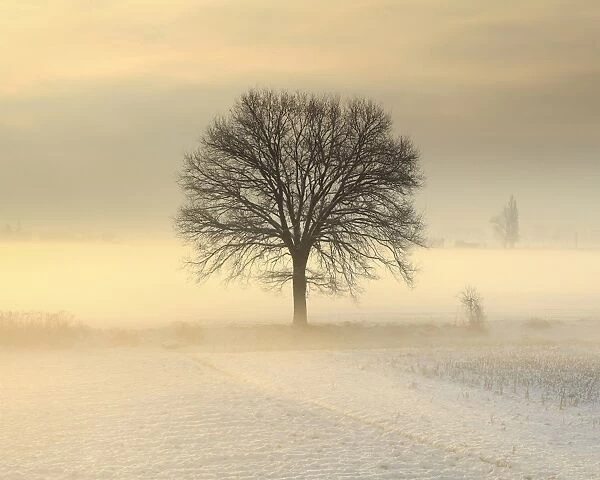 Po Valley, Piedmont, Italy. Piedmont countryside in winter in a cold and foggy morning