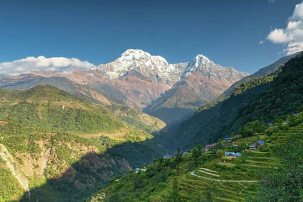Rice Terraces with Annapurna South (7, 219m), Landruk, Nepal, Asia