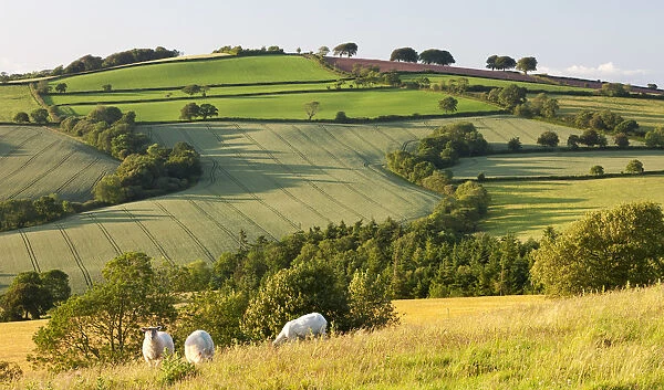 Sheep grazing in rolling countryside, Raddon Hills, Devon, England. Summer