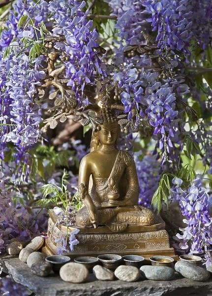 A small Buddha shrine surrounded by wisteria in the Hotel Gangtey Palace, which is a superb hotel with wonderful views. The 100-year-old building, once a kings palace, has been imaginatively modernised