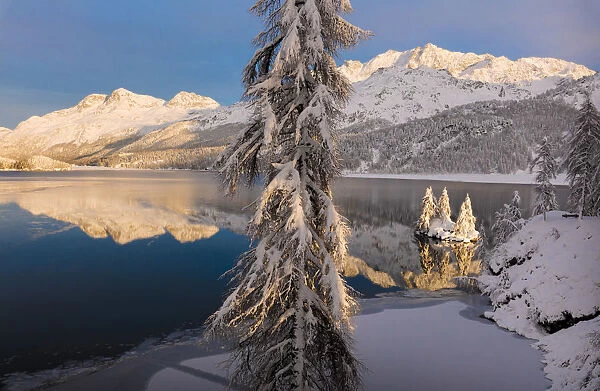Snow covered trees, Lake Sils, Plaun da Lej, Maloja Region, Canton of Graubunden, Engadin