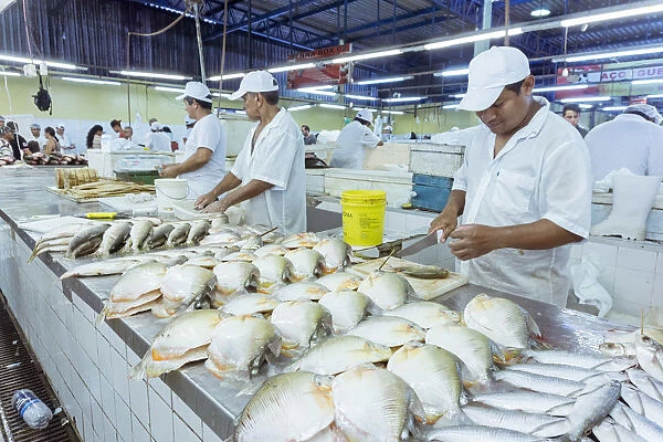 South America, Brazil, Amazon, Amazonas, Manaus, fish for sale in the renovated fish