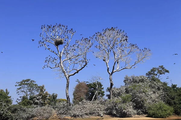 South America, Brazil, Mato Grosso do Sul, a tree in the Pantanal with nesting Jabiru