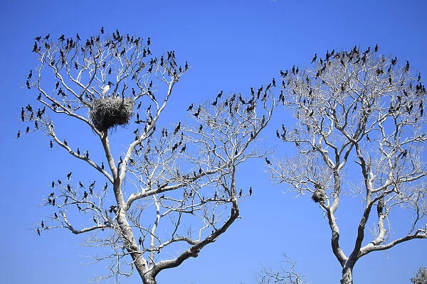 South America, Brazil, Mato Grosso do Sul, a tree in the Pantanal with nesting Jabiru