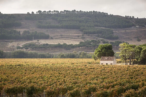 Spain, Castile and Leon, Valladolid, Curiel de Duero, Vineyards in the Legaris winery