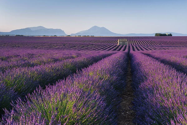 Stone house in blooming lavender field, (Lavendula augustifolia), Valensole, Plateau de Valensole, Alpes-de-Haute-Provence, Provence-Alpes-Cote d Azur, Provence, Southern France, France