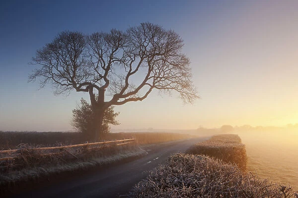Tree and country lane on a misty morning at sunrise, Chudleigh, Devon, England. Winter