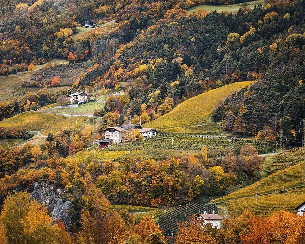 Vineyards and autumn landscape in Bolzen, Trentino Alto Adige, Italy