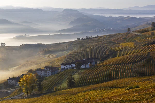 Vineyards around La Morra during autumn at sunrise, Cuneo, Langhe e Roero, Piedmont