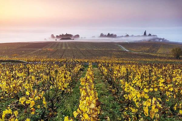 Vineyards near Aloxe Corton at sunrise, Cote d Or, Burgundy, France